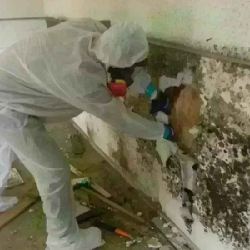 Mold Remediation and Removal in Connersville, IN